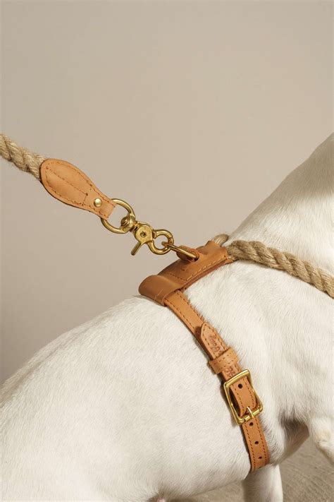 Editor’s Picks: 10 Designer Dog Collars, Leashes.